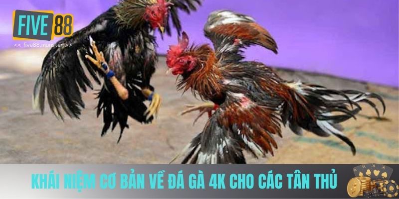 Khái niệm về đá gà 4k