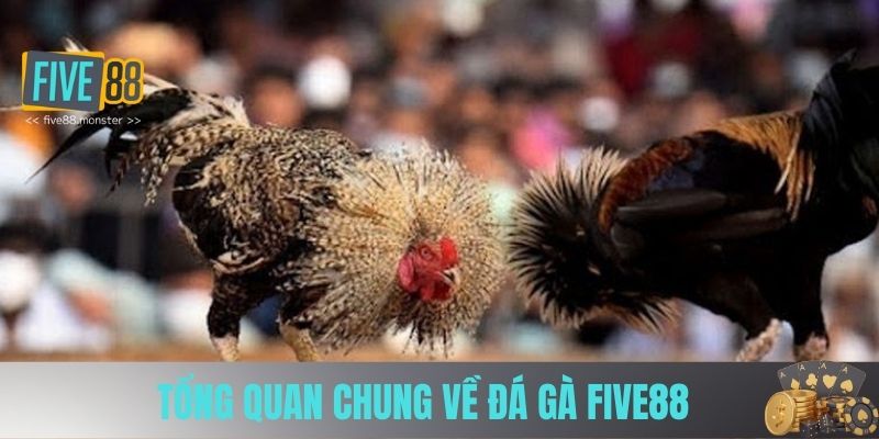 Tổng quan chung về Đá Gà Five88